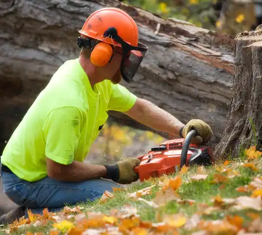 tree services Laura